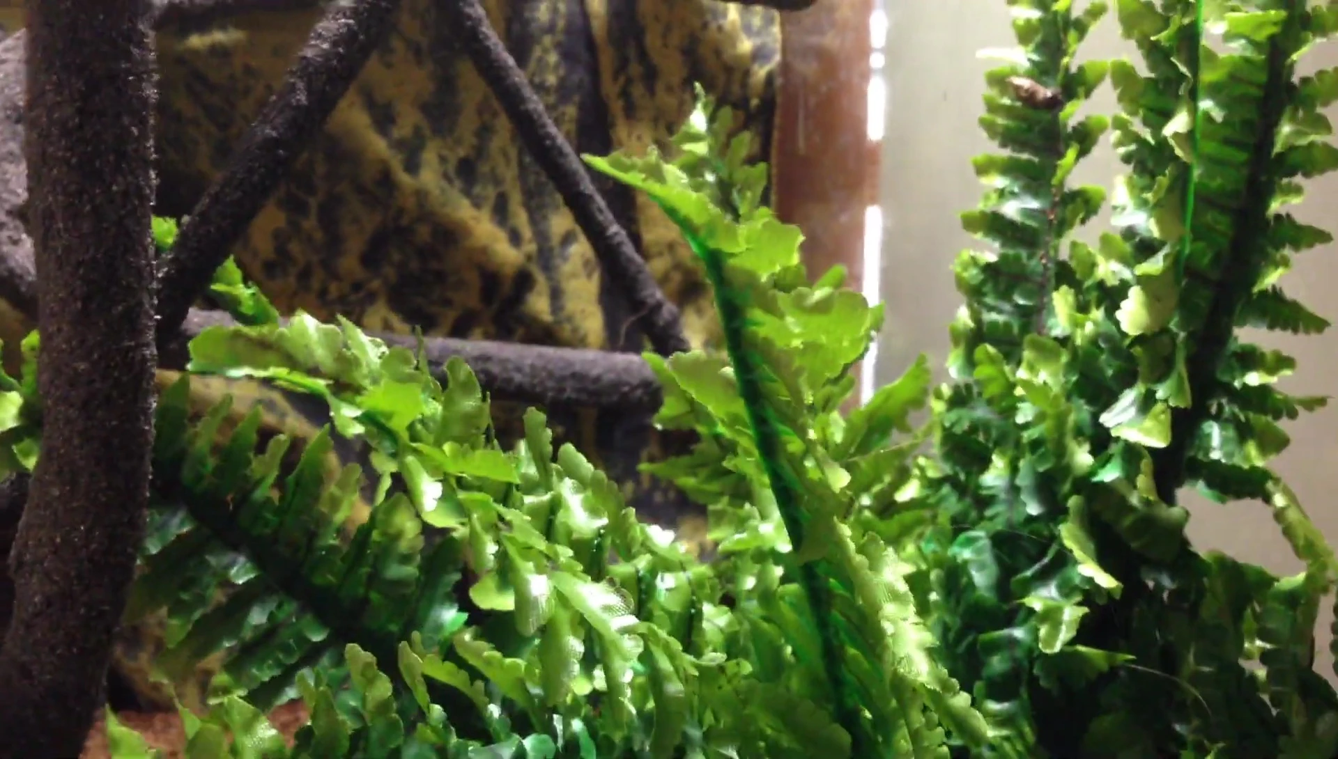 Close-up of the included artificial plants and water bowl