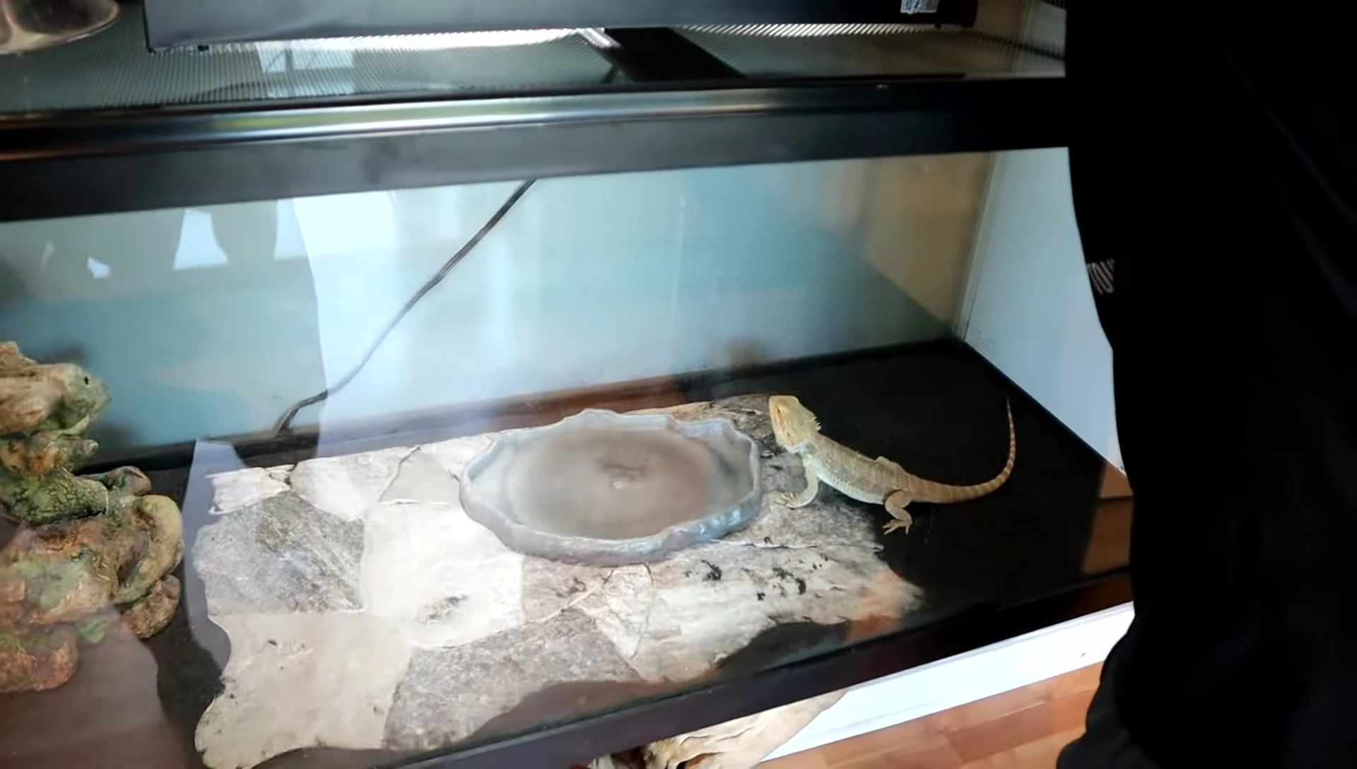 Boss being placed into the new tank for the first time.
