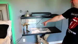 Ultimate Bearded Dragon Tank Setup: A 75-Gallon Dream