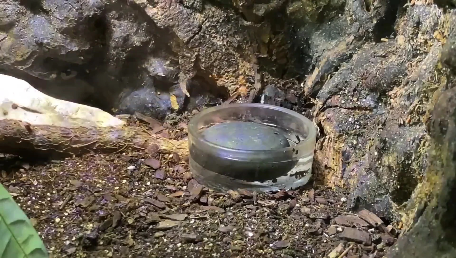 Close up of the scorpion enclosure showing a rock in the water dish