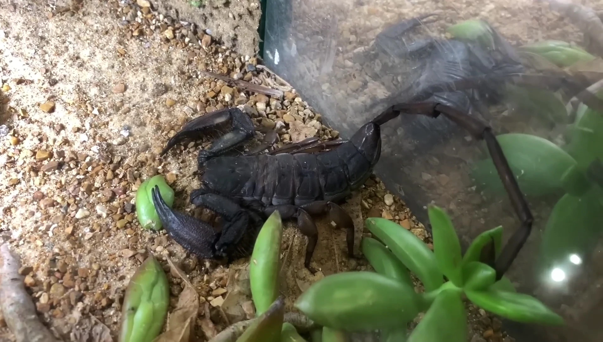 Close-up of the Flat Rock Scorpion, highlighting its unusual posture.