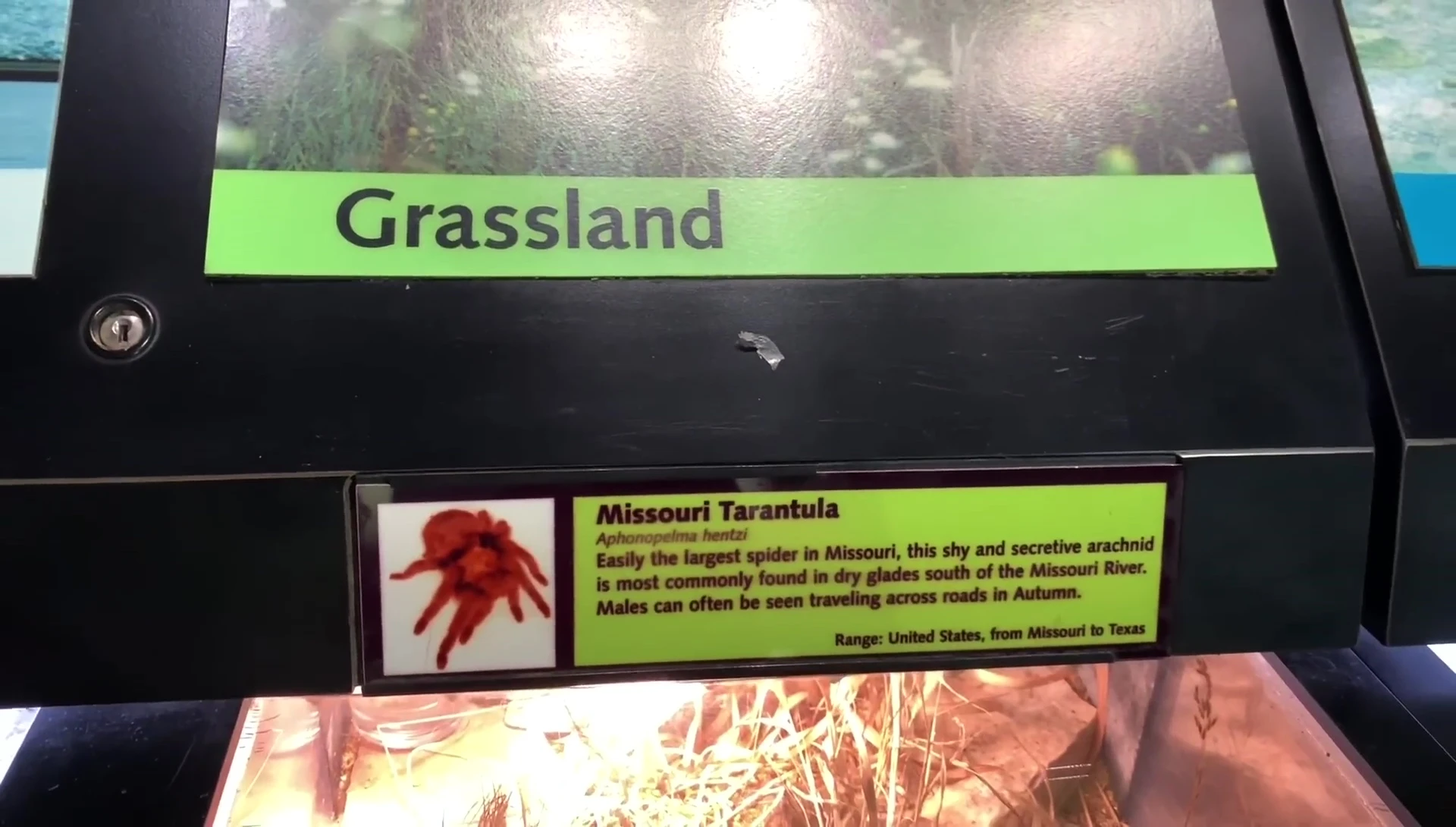 Aphonopelma hentzi enclosure, showing the plants and water dish