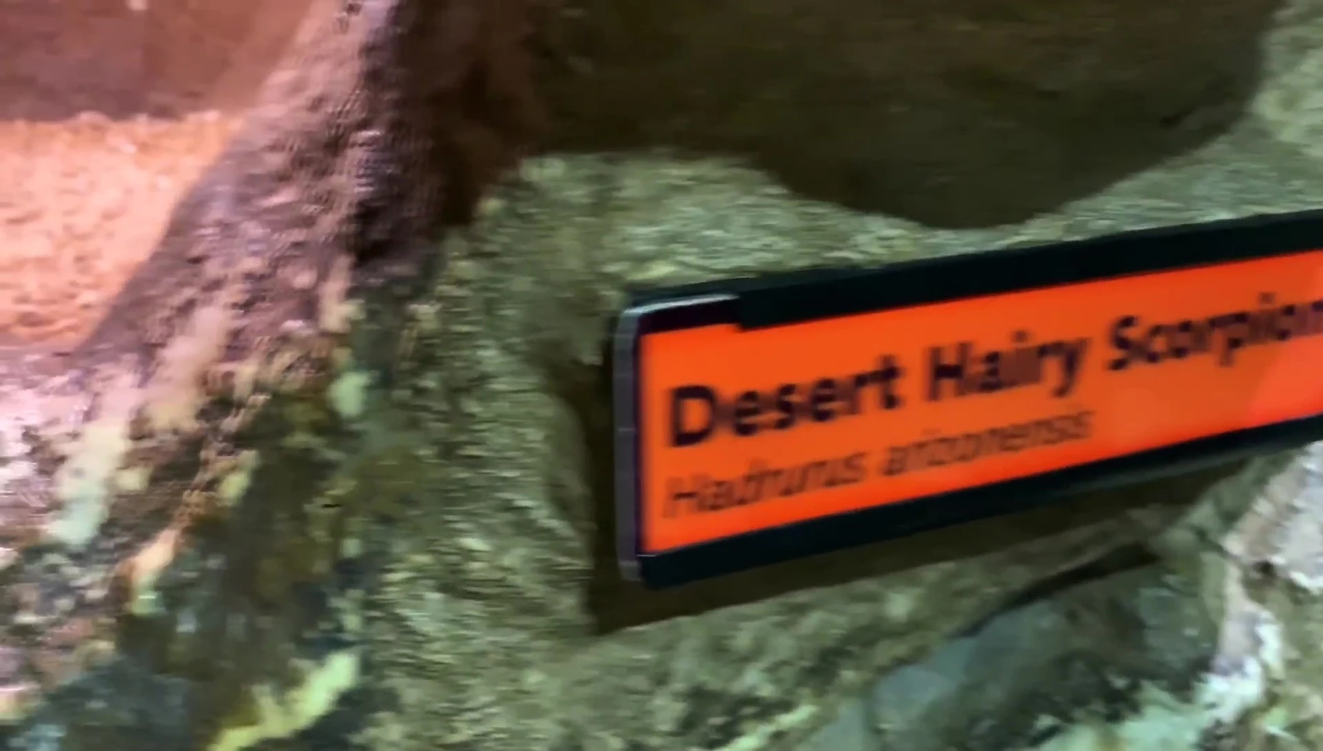Desert Hairy Scorpion enclosure, showing the minimalist design