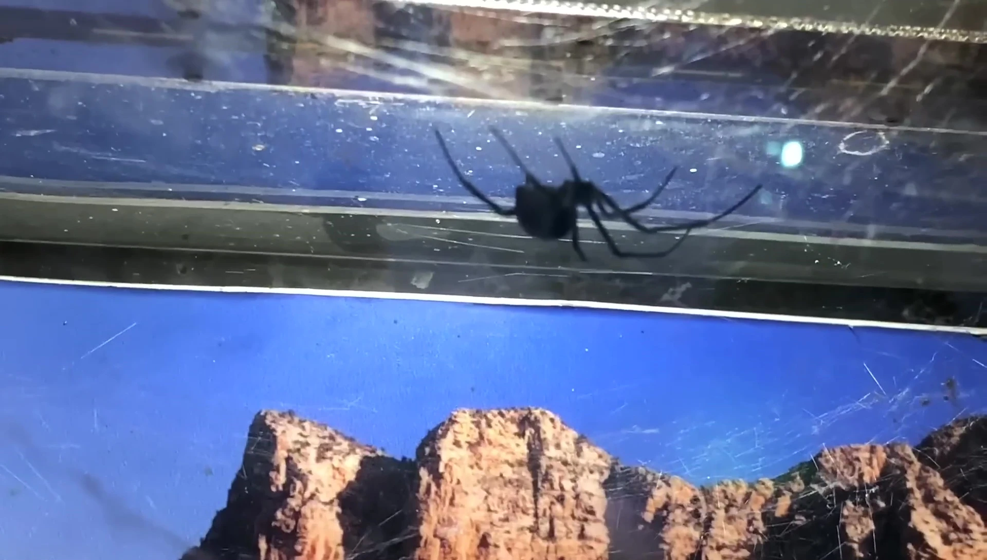 The black widow's web high up in the enclosure
