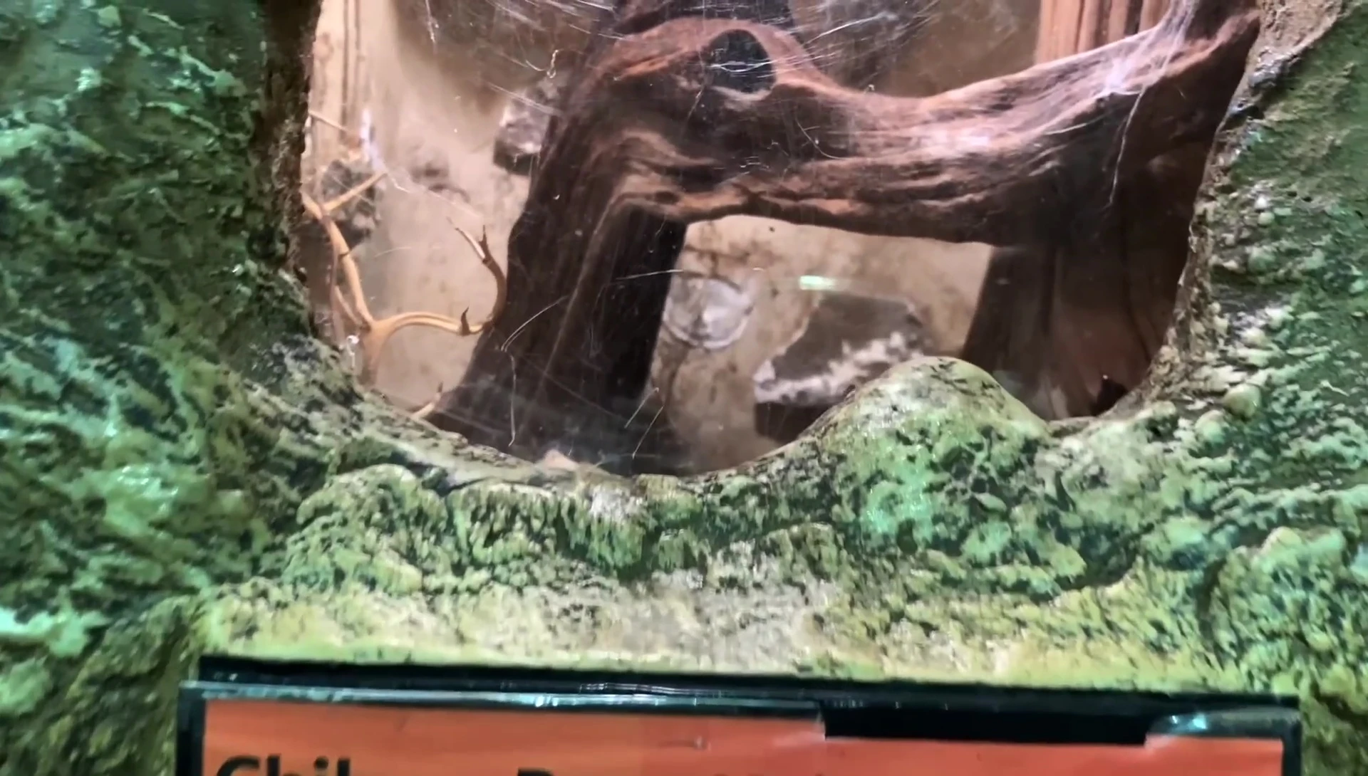 Chile Rose Hair Tarantula enclosure, showing the excessive height and lack of substrate.