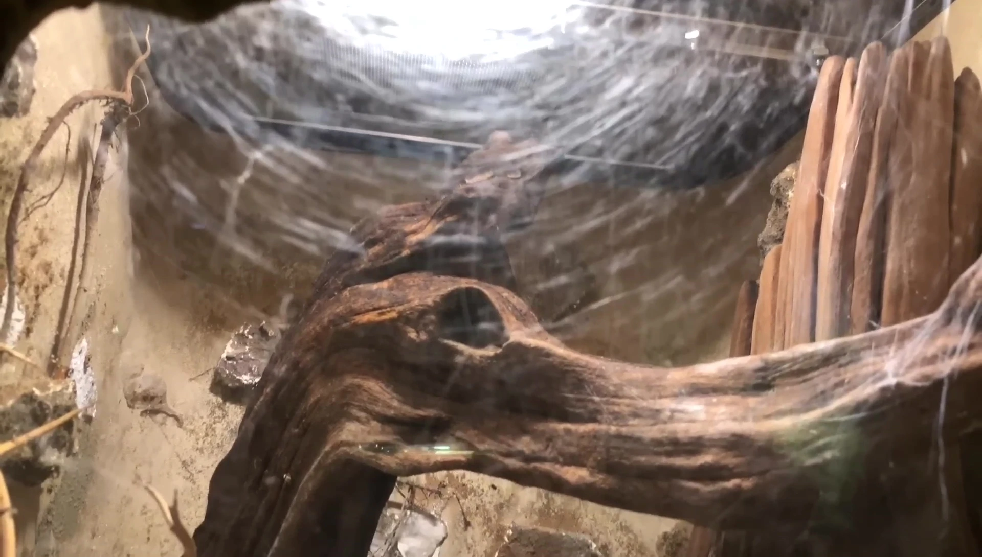 Close-up of the sparse substrate in the Rose Hair Tarantula's enclosure.