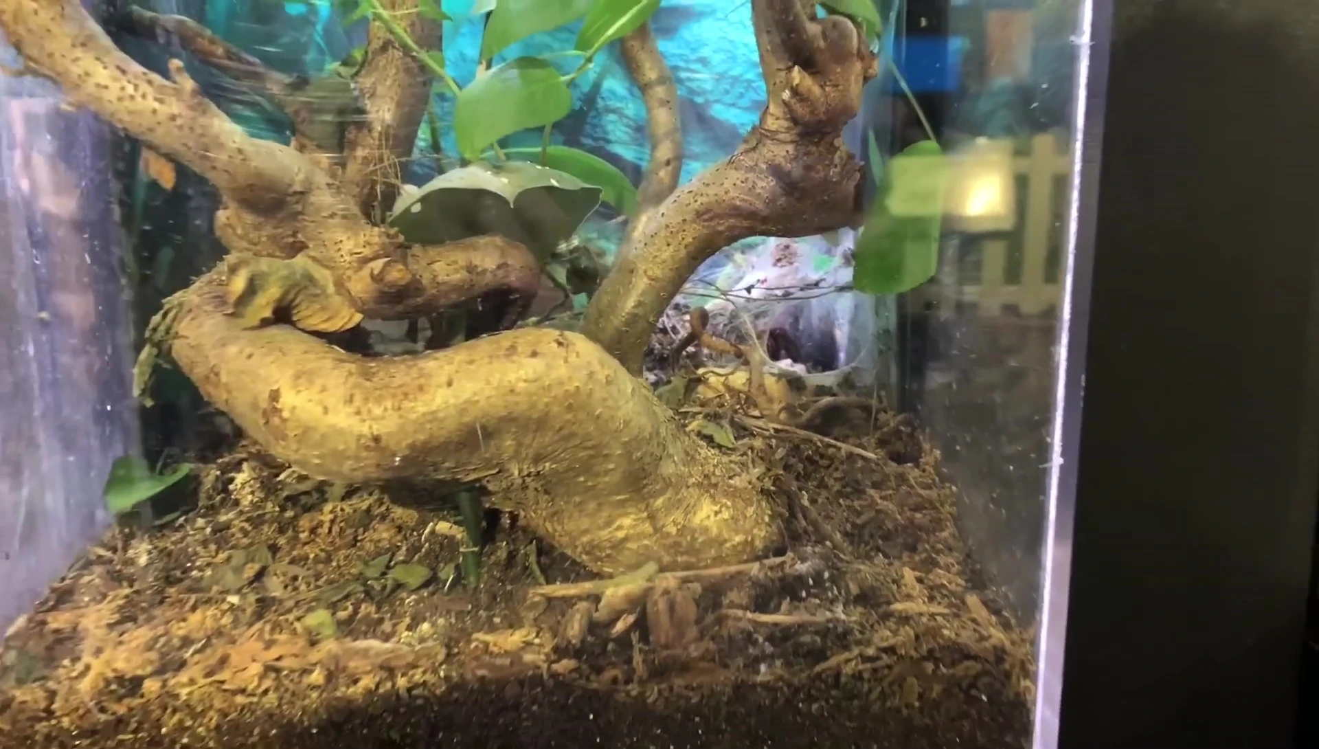 The substrate in the Davus pentaloris enclosure.