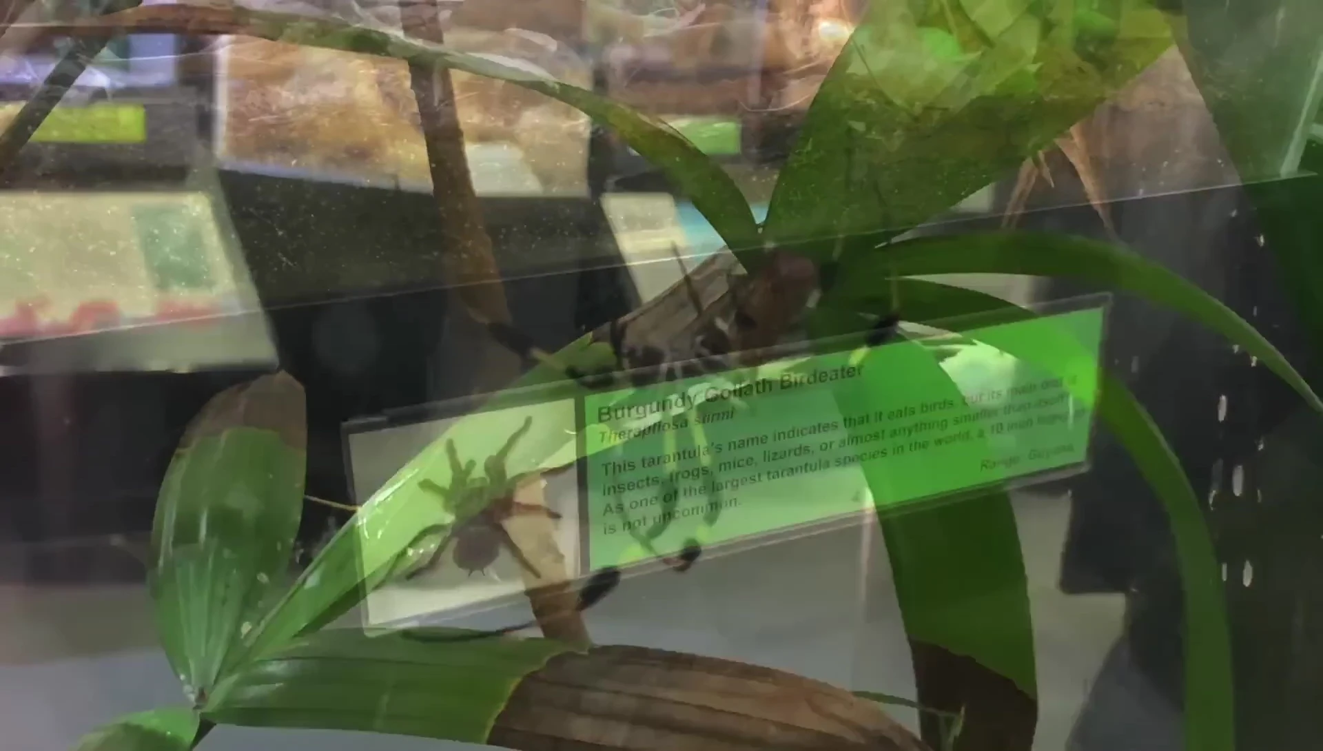 Ceratogyrus darlingi (Baboon Tarantula) enclosure