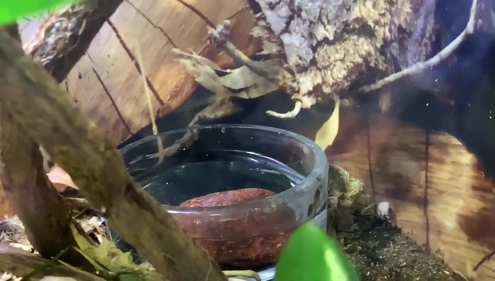 Close-up of the limited substrate and items in the water dish.