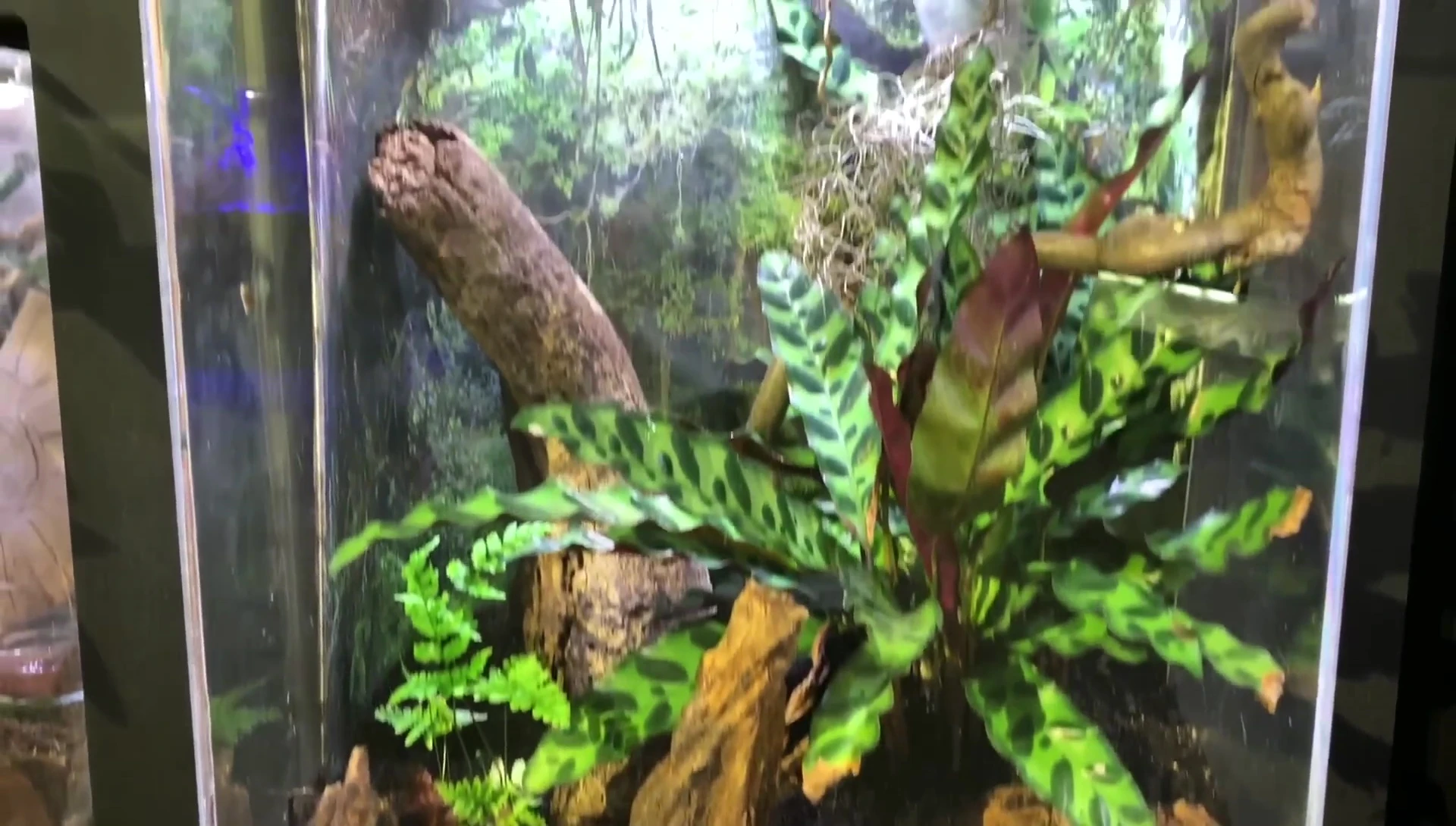 Haplopelma lividum (H. lividum) enclosure, showing the spider's hiding place.
