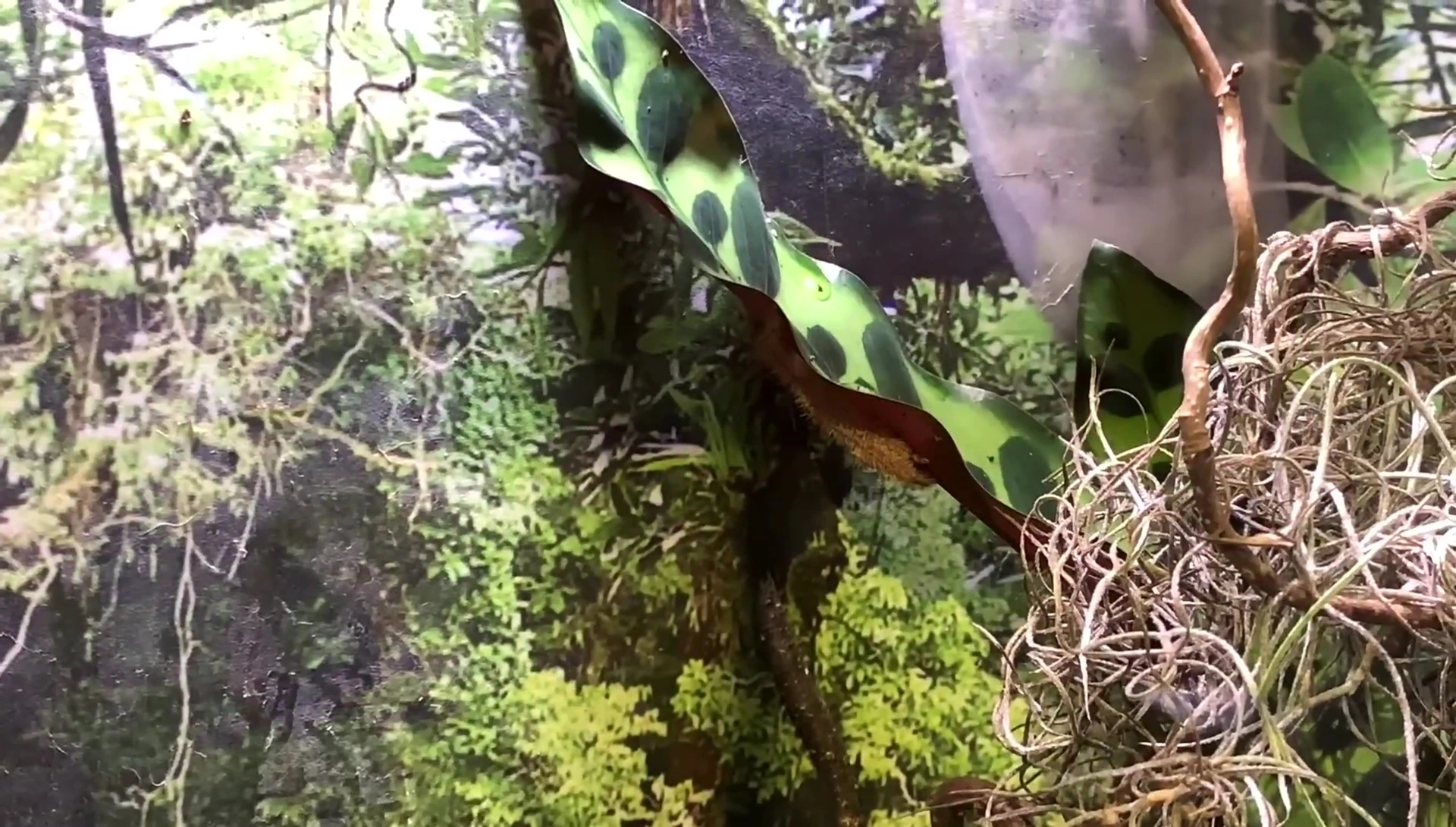 Overall view of the Haplopelma lividum enclosure.