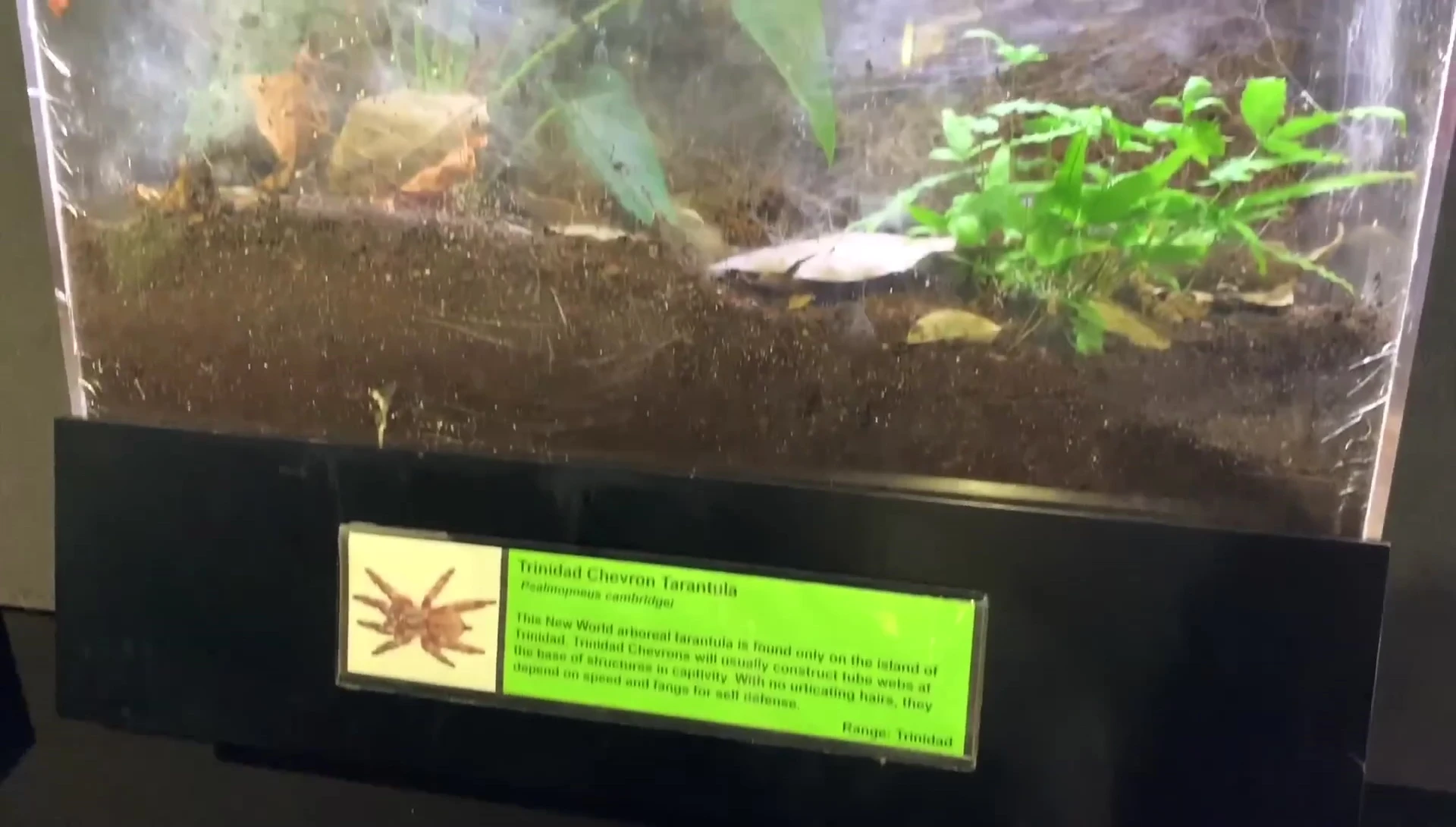 Psalmopoeus cambridgei enclosure, showing the height and deep substrate.