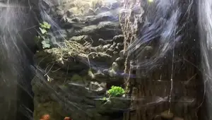 Zoo Tarantula Enclosure Review: A Critter Keeper's Perspective