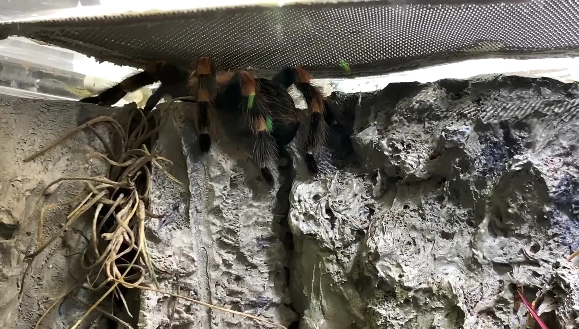 Close-up of the Mexican Redknee Tarantula enclosure showing its height and the potential for a fall.