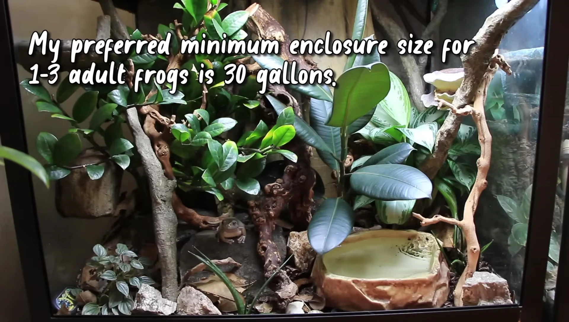 A 30-gallon tank suitable for White's Tree Frogs