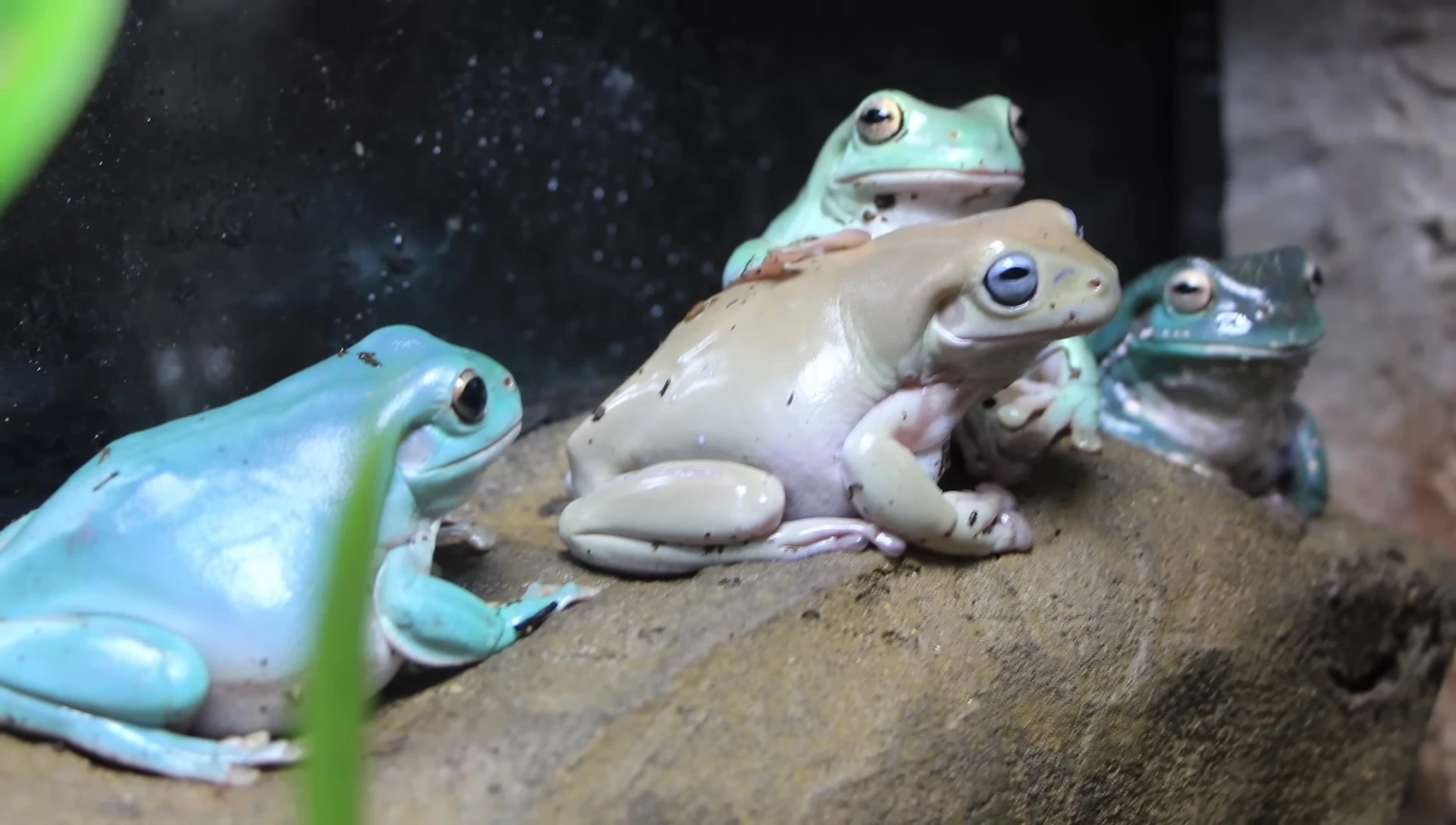 Several White's Tree Frogs in an enclosure