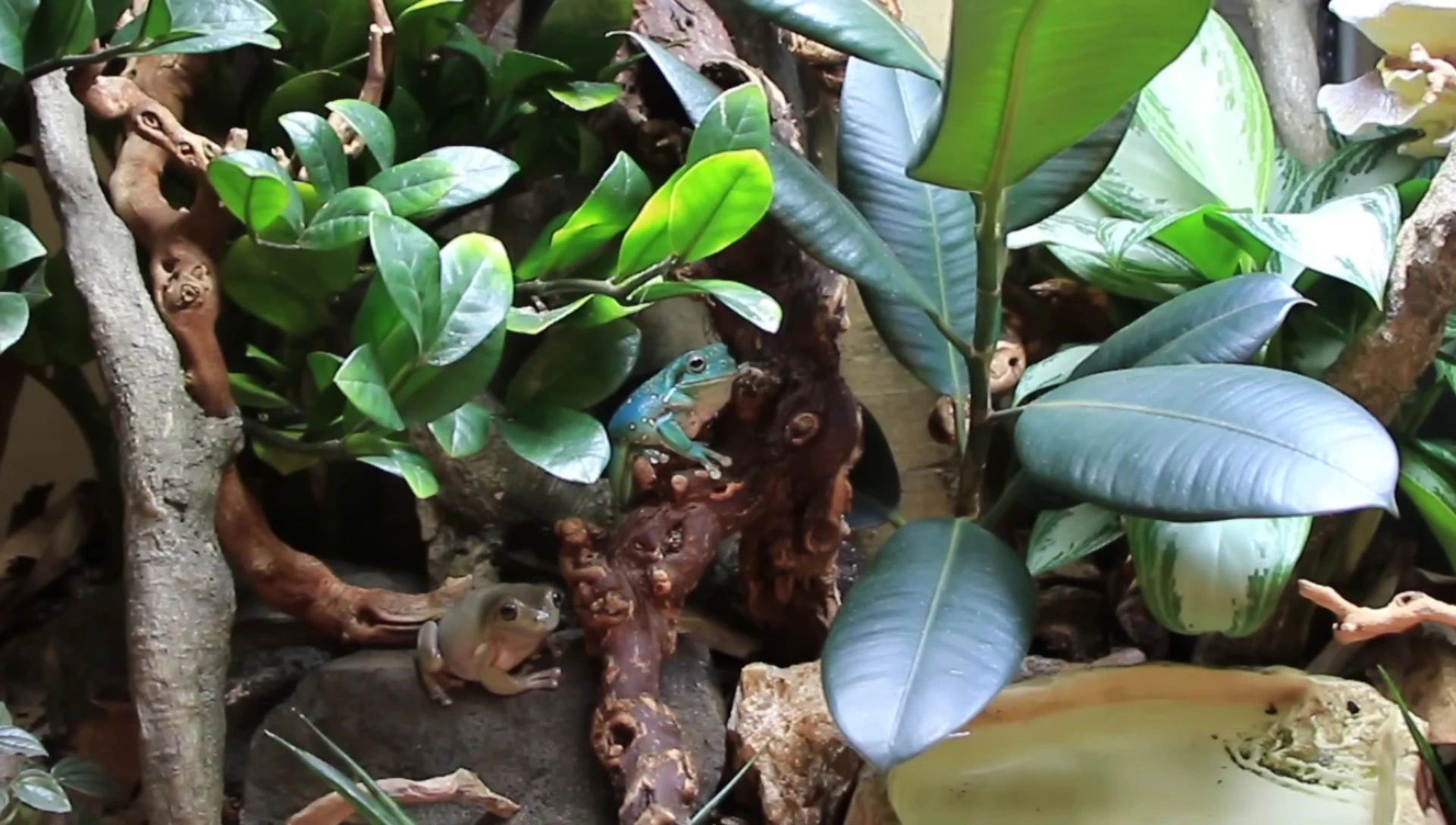 Two White's Tree Frogs seemingly content in their enclosure