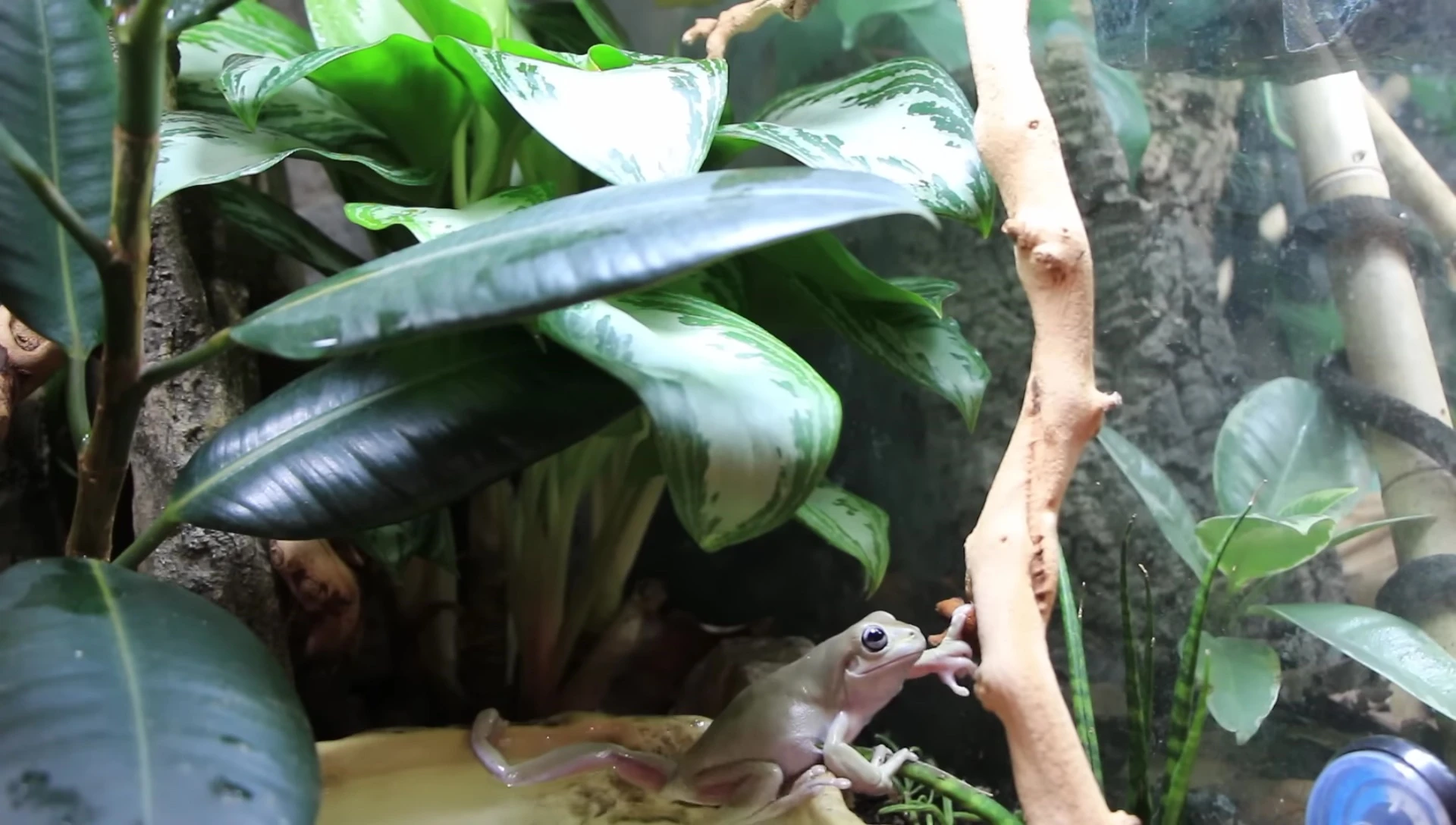 White's Tree Frog climbing on a branch