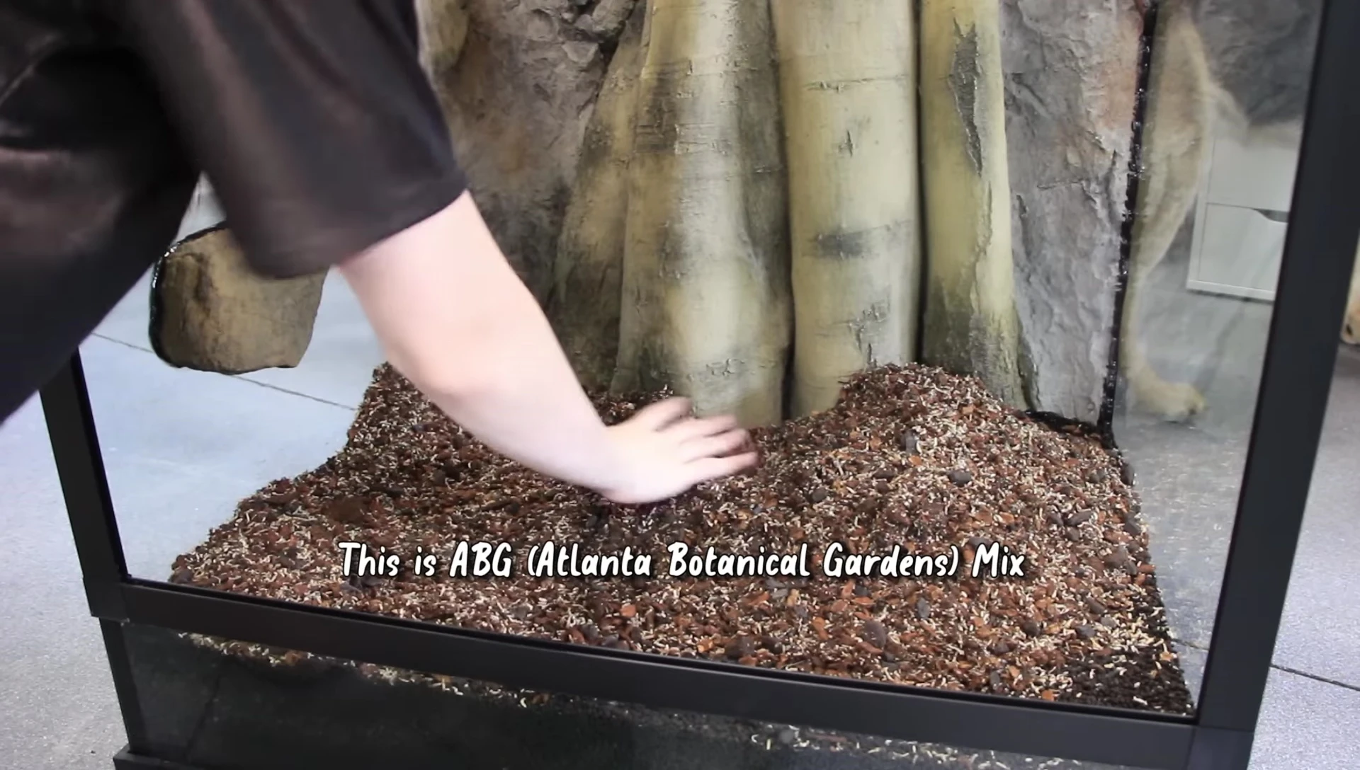 A bioactive vivarium setup for a White's Tree Frog