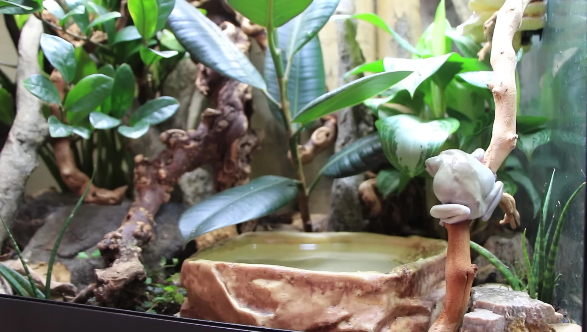 A White's Tree Frog in a water dish
