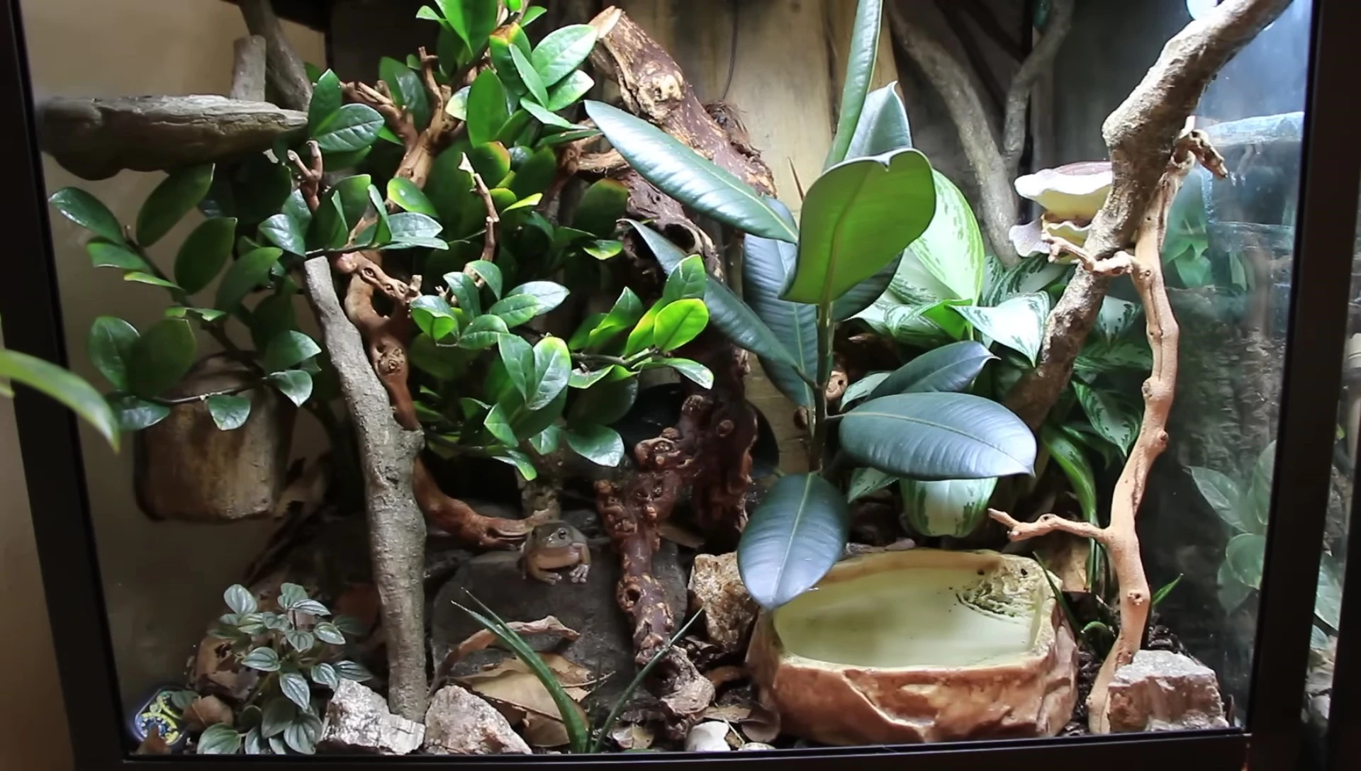 A heat emitter in a White's Tree Frog enclosure