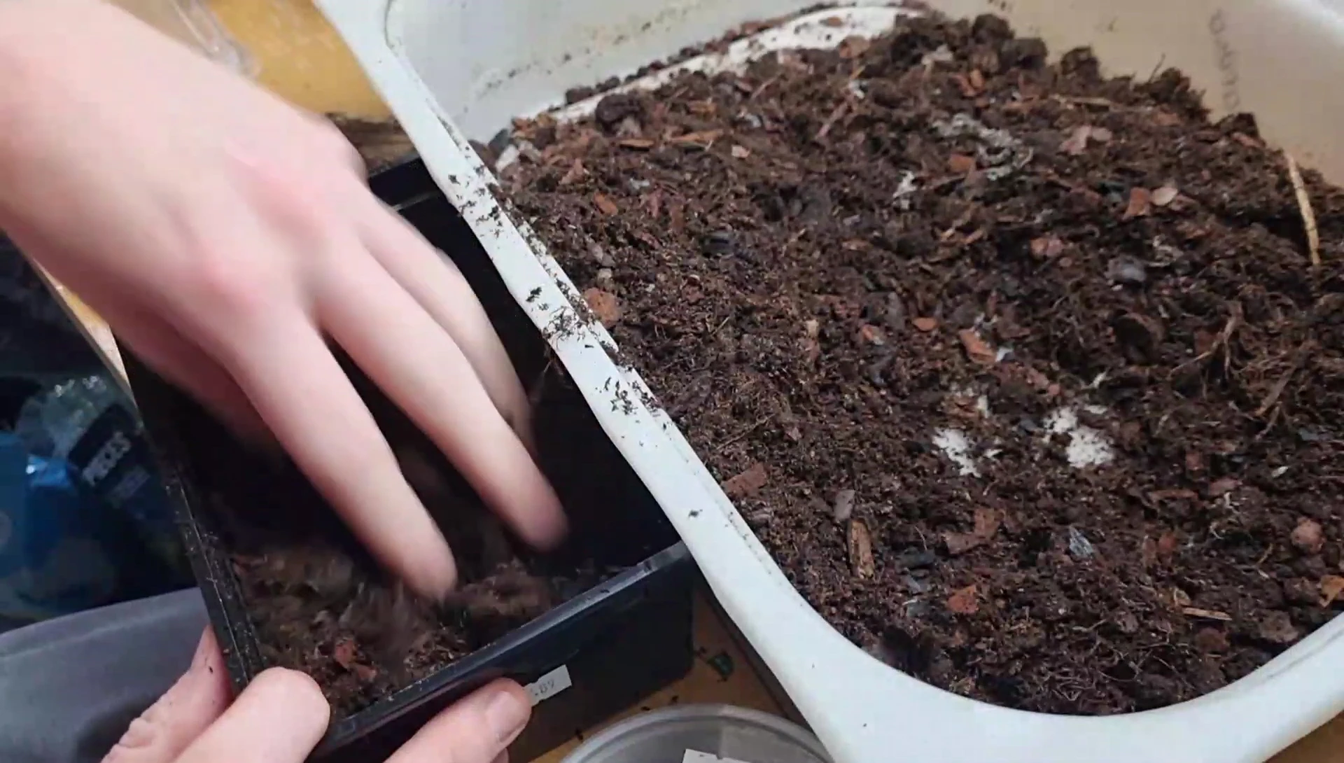 The substrate being used to set up an isopod culture.