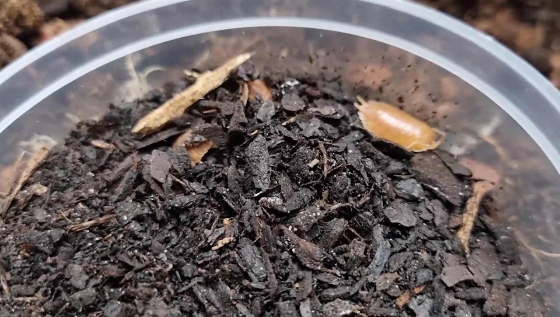 Image showing plant roots embedded in compacted substrate.