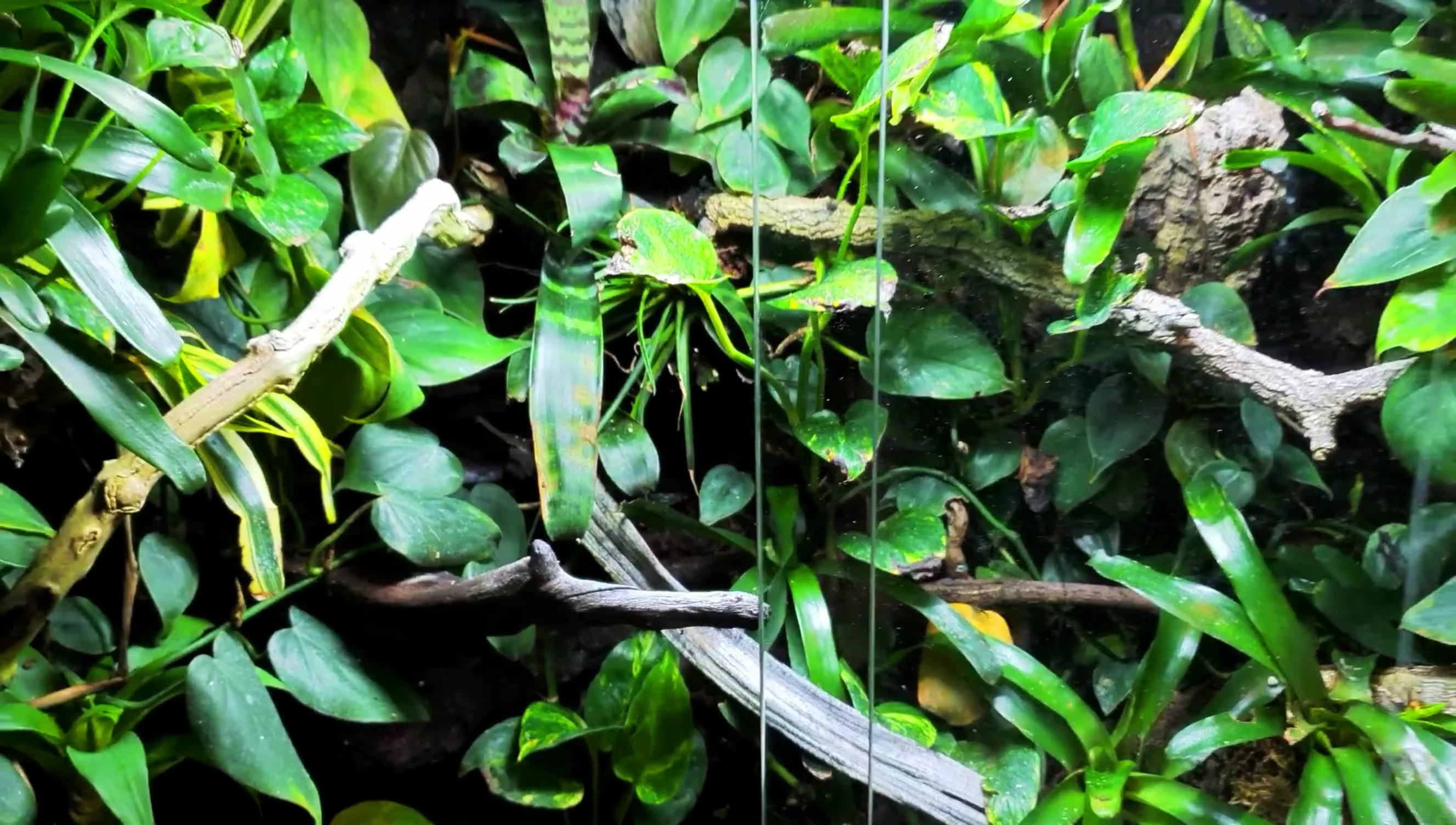 Plants after installation of the Arcadia LED