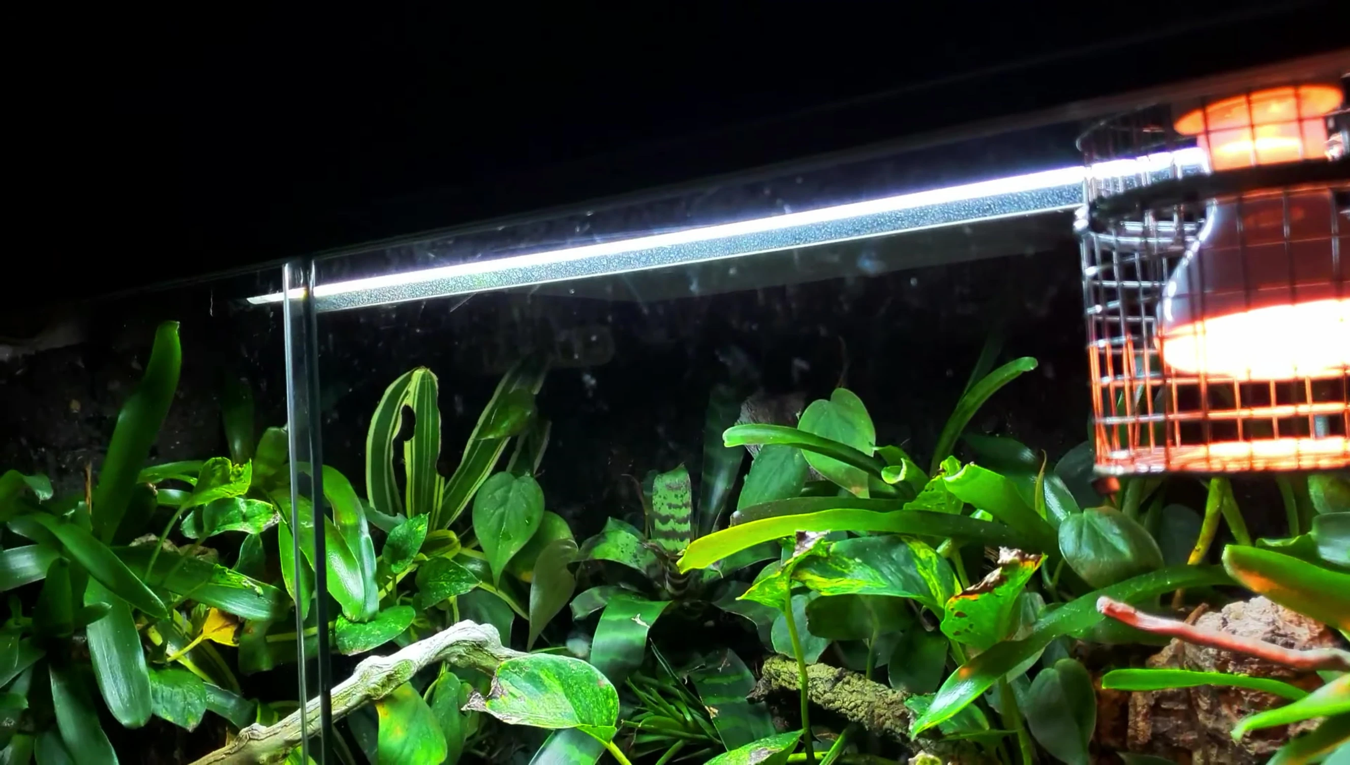 Close-up of Castro in the terrarium