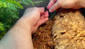 Thermostat Probe Placement: Optimizing Vivarium Temperature