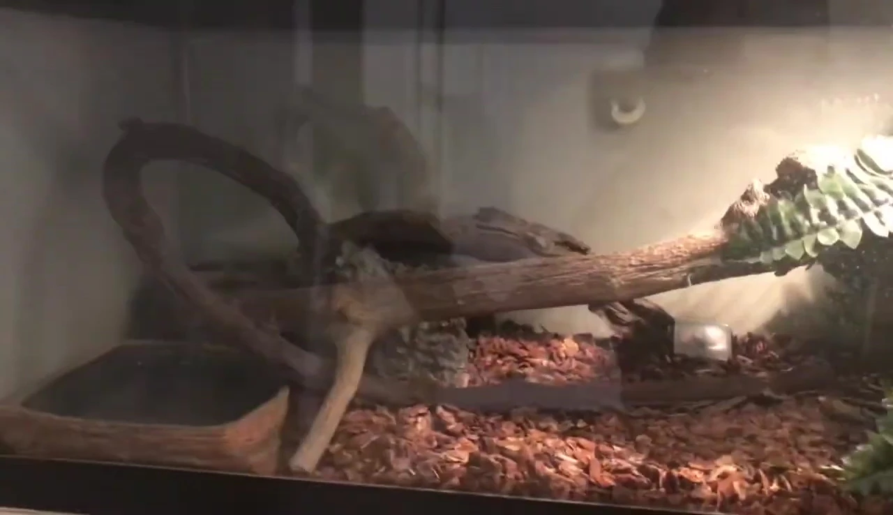Sylvanas the bearded dragon.