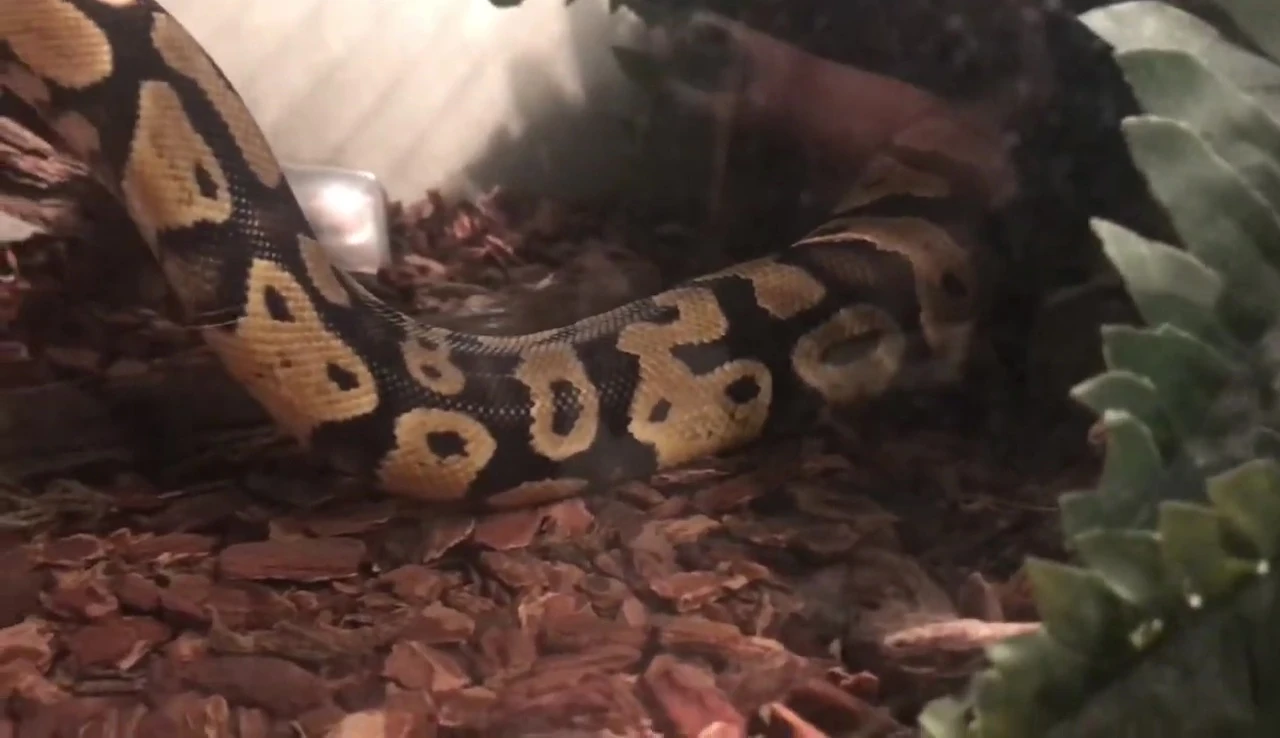 Sylvanas in her enclosure.