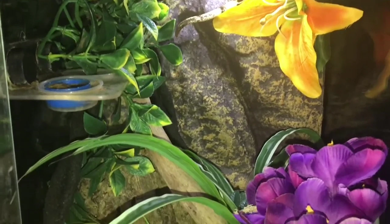 Dexter the crested gecko.