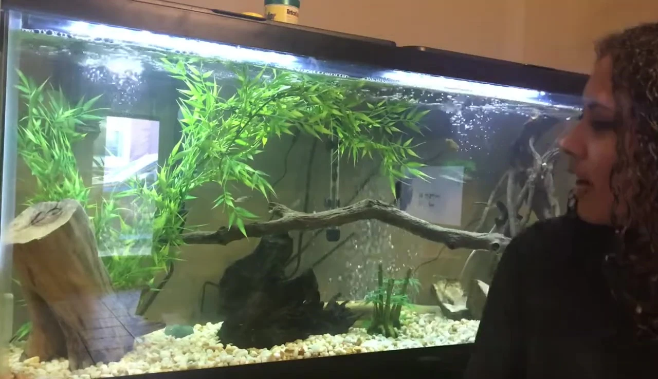 Close-up of some of the fish in the new tank.