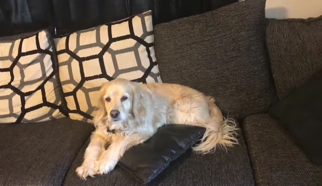 Sam the dog.