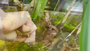 Ultimate Reptile Enclosure Cleaning & Maintenance Guide: Pro Tips & Tricks