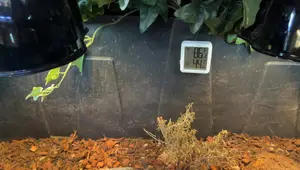 INKBIRD IBS-TH3-PLUS WiFi Temperature & Humidity Sensor Review: Automating Reptile Enclosures