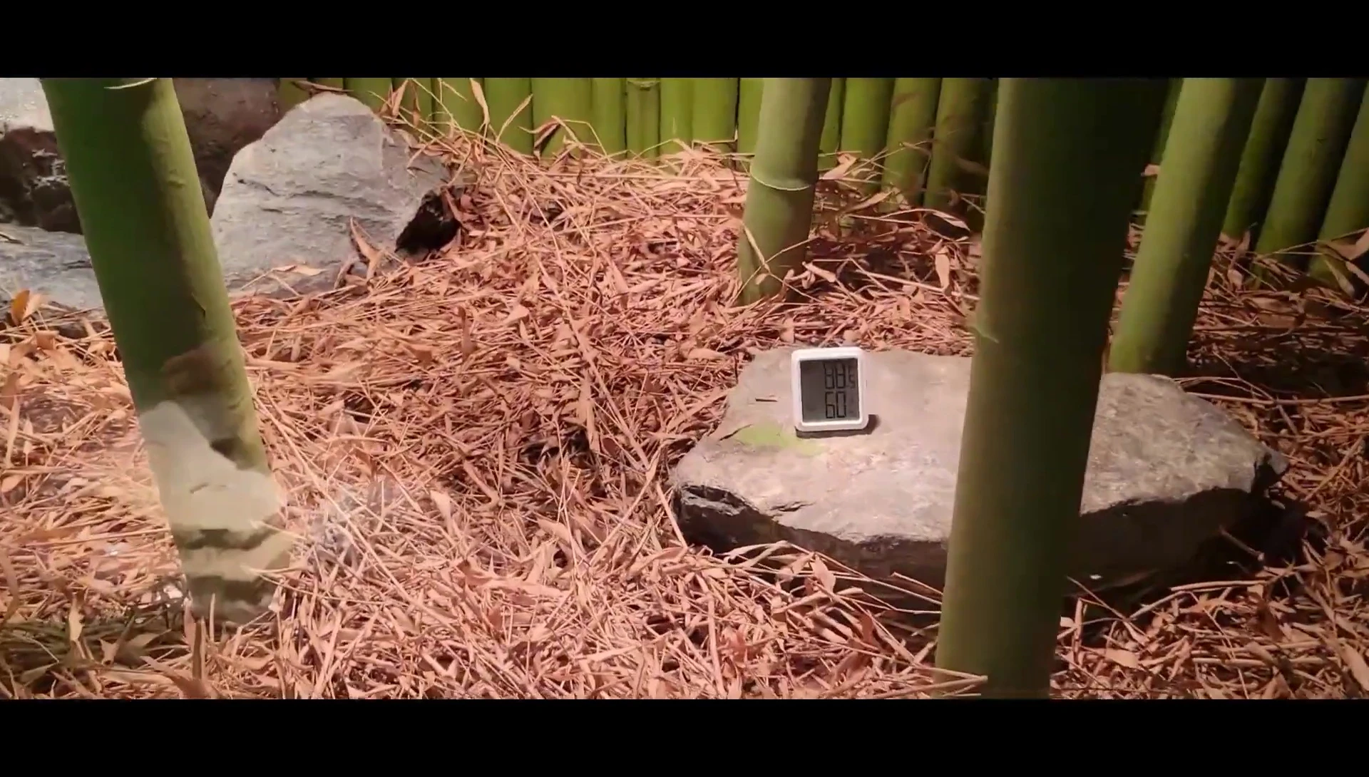 Thermometer in King Cobra enclosure at the zoo