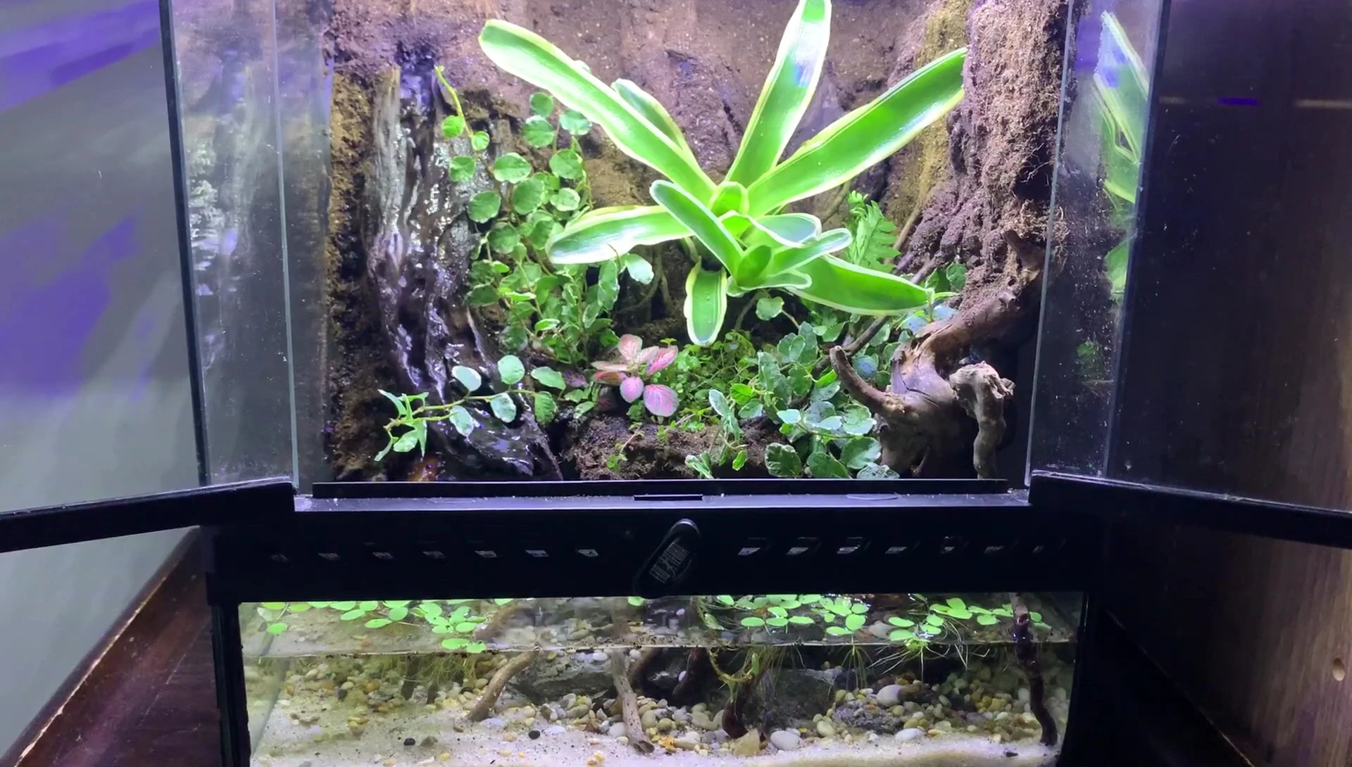 The finished paludarium