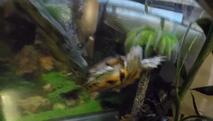 Install proper lighting. Use both UVB and UVA lights to ensure the turtle's health and well-being. These are essential for proper calcium absorption and overall health.