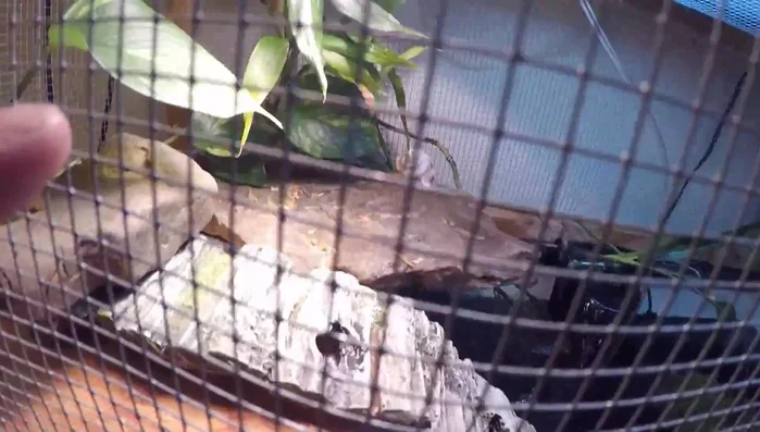 Set up the basking area. Provide a basking rock and a heat lamp (at least 10 degrees warmer than the water) to encourage the turtle to bask and regulate its body temperature.