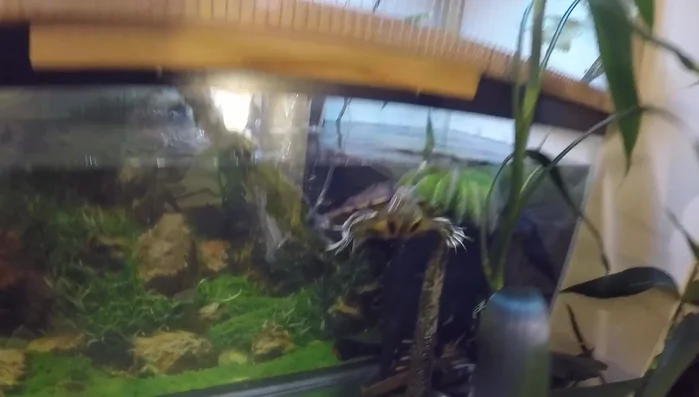 Use a fine mesh screen top to prevent escapes and protect the turtle from falling debris.
