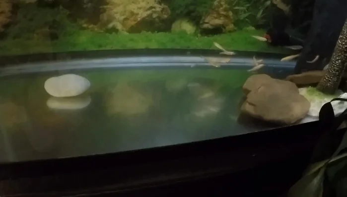 Feed appropriately. Provide turtle food sticks and shrimp. Place food on a rock to avoid water contamination.