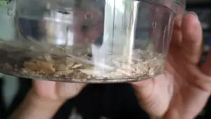 Best Snake Bedding: Reptichip, Aspen, and Hemp Compared