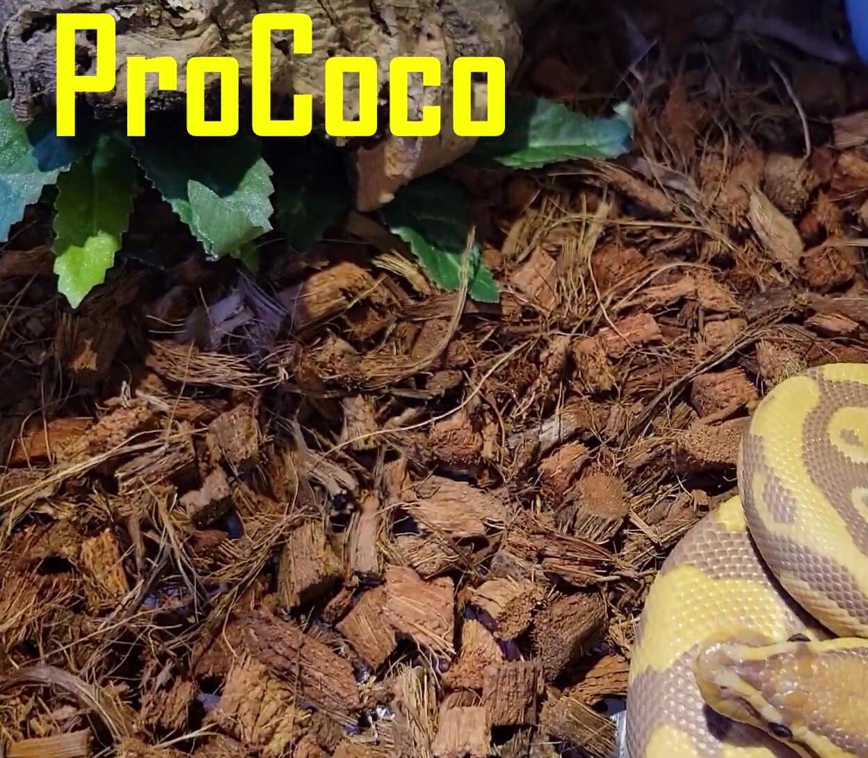 Coco husk in snake enclosure.