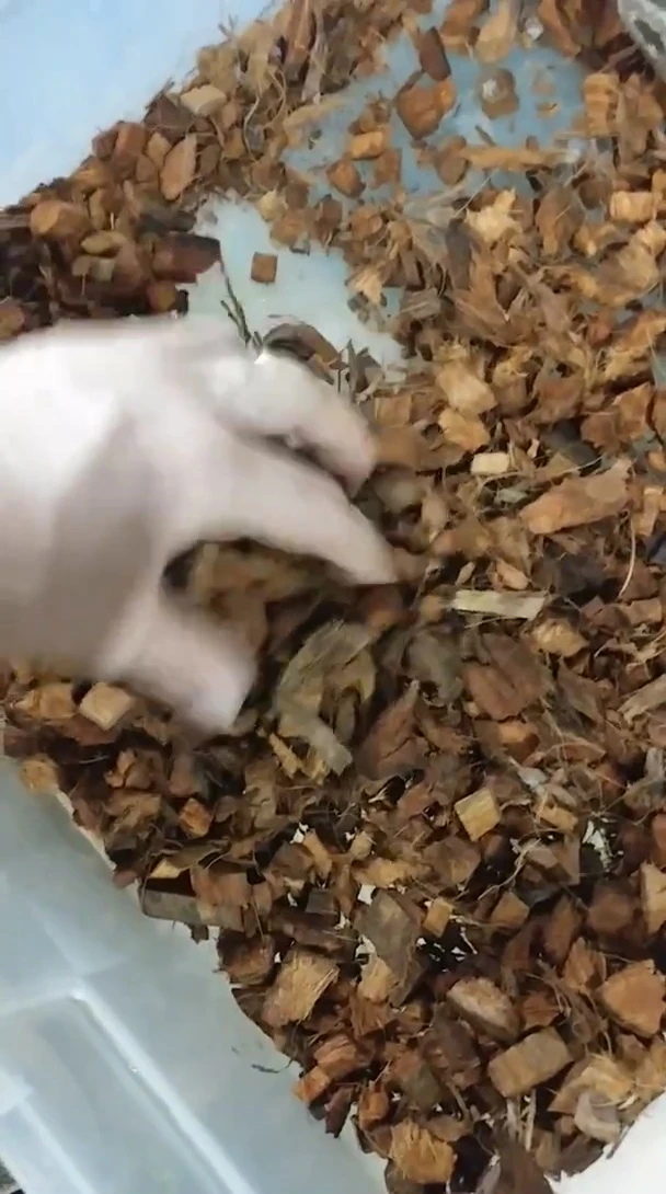 Close-up of reptile feeding, highlighting the concern of substrate ingestion