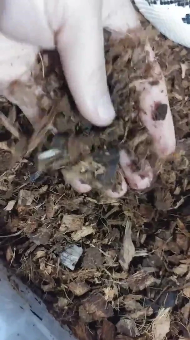 Hand holding and examining Prococo fiber, emphasizing its chunky texture