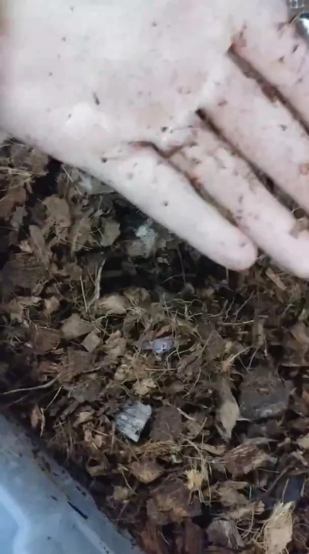 Hand holding and examining Reptichip fiber, highlighting its finer texture