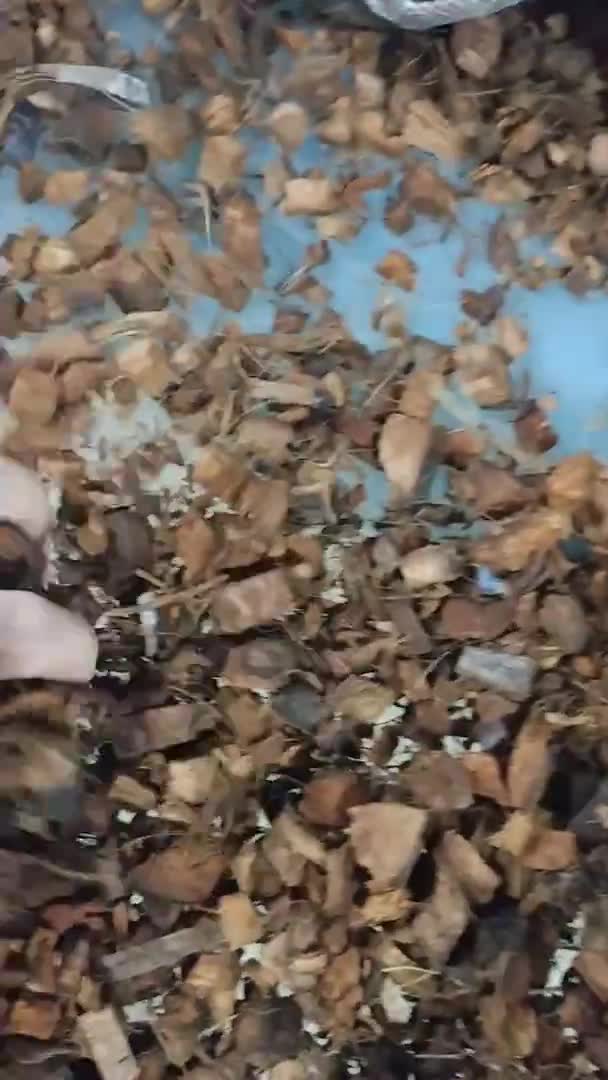 Close-up of Prococo coco fiber showing larger chunks and visible fiber
