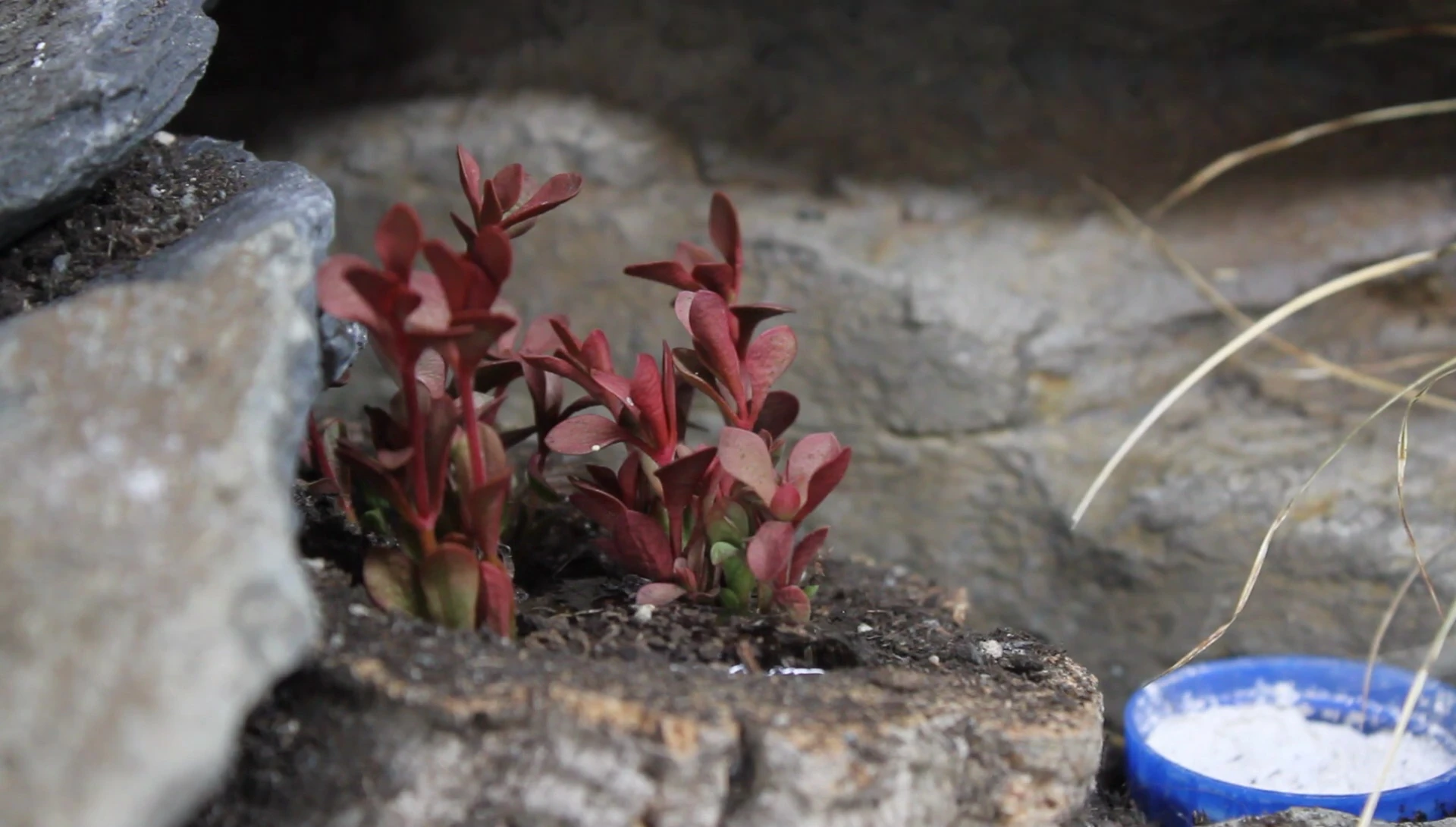 Demonstrating the method of misting the substrate to avoid runoff.
